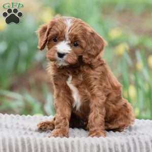 Jared, Cavapoo Puppy